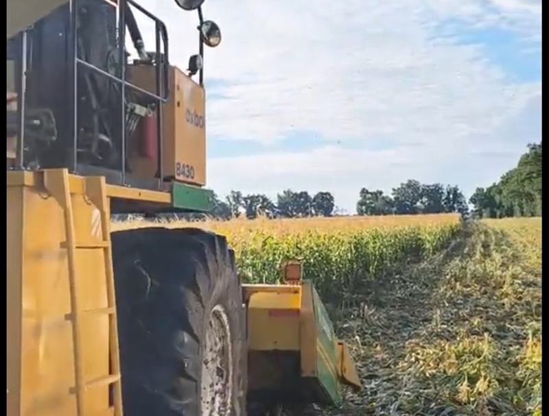 Oxbo 8430 im Einsatz im Zuckermais